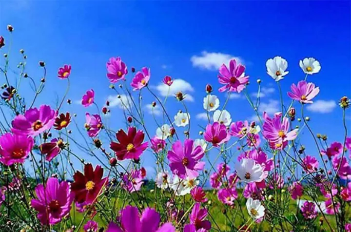 سروده‌هایی از ناصر امینازاده